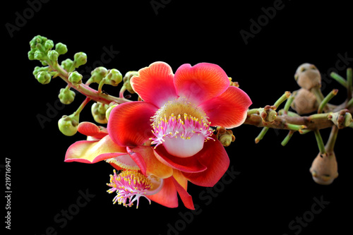 cannonball tree isolated on black background photo
