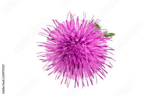Fototapeta Naklejka Na Ścianę i Meble -  milk thistle flower isolated on white background macro