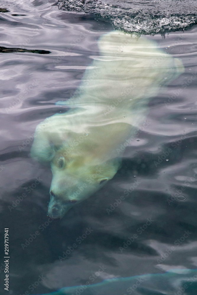Naklejka premium Polar Bear in Water