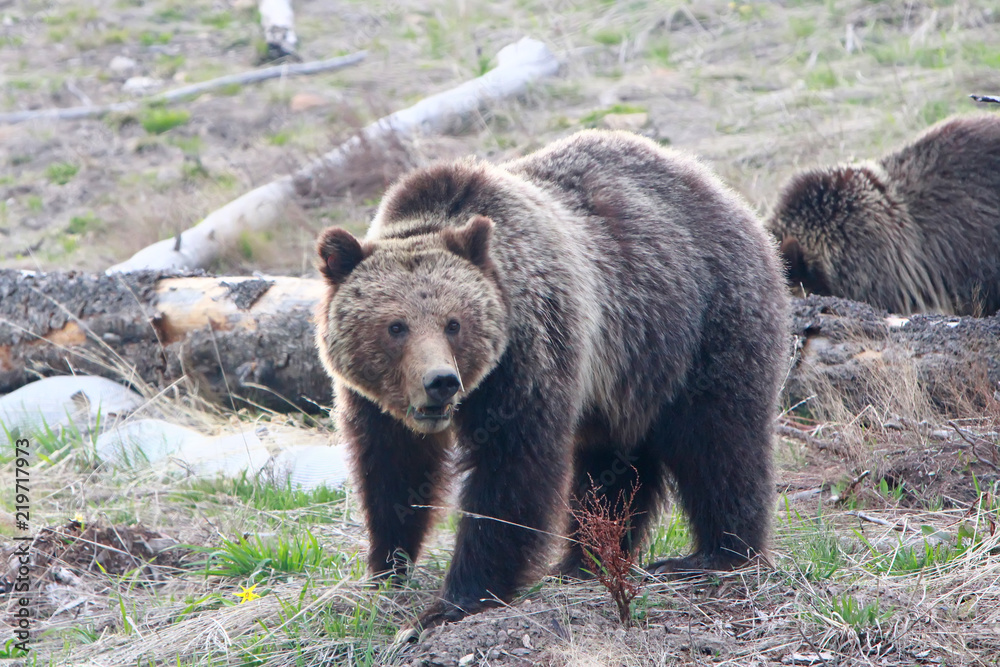 Grizzly Bear in Yellowstone National Park, Wyoming
