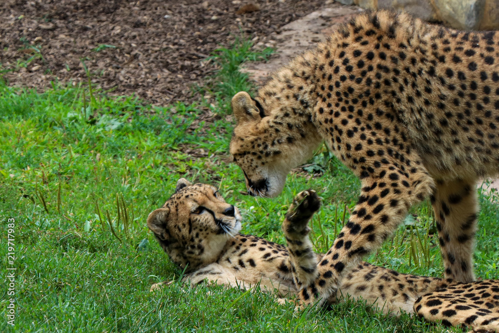 Fototapeta premium Cheetahs in the Sun