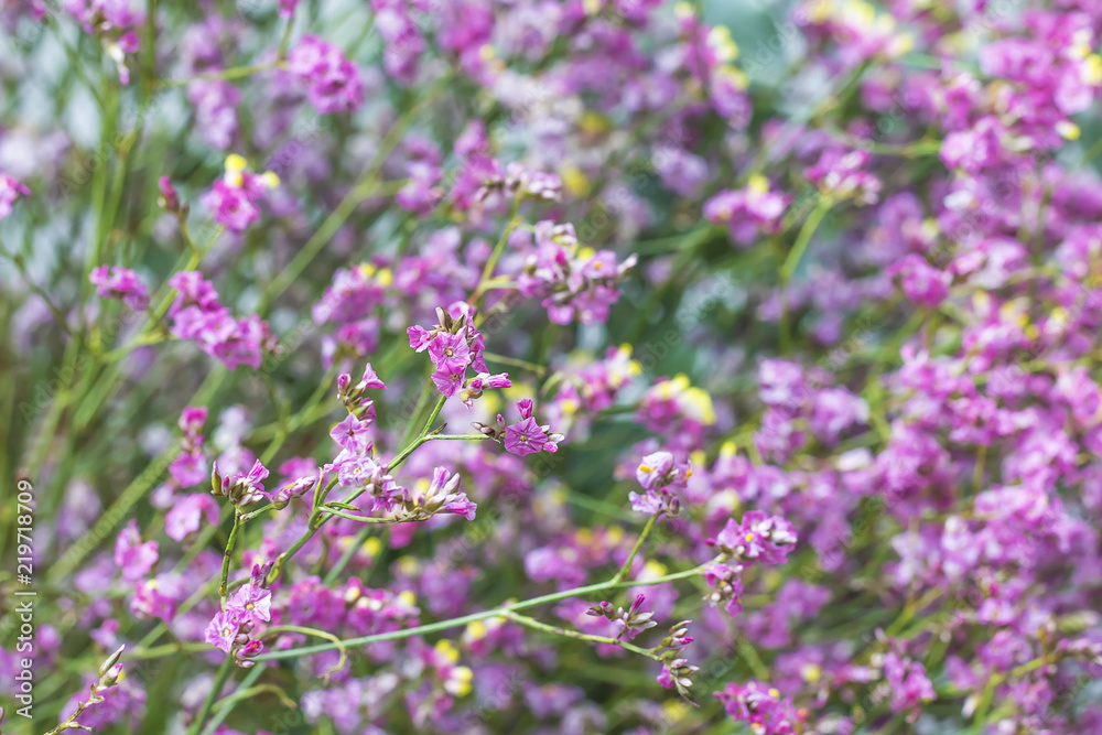 Beautiful purple grass flower in the garden.