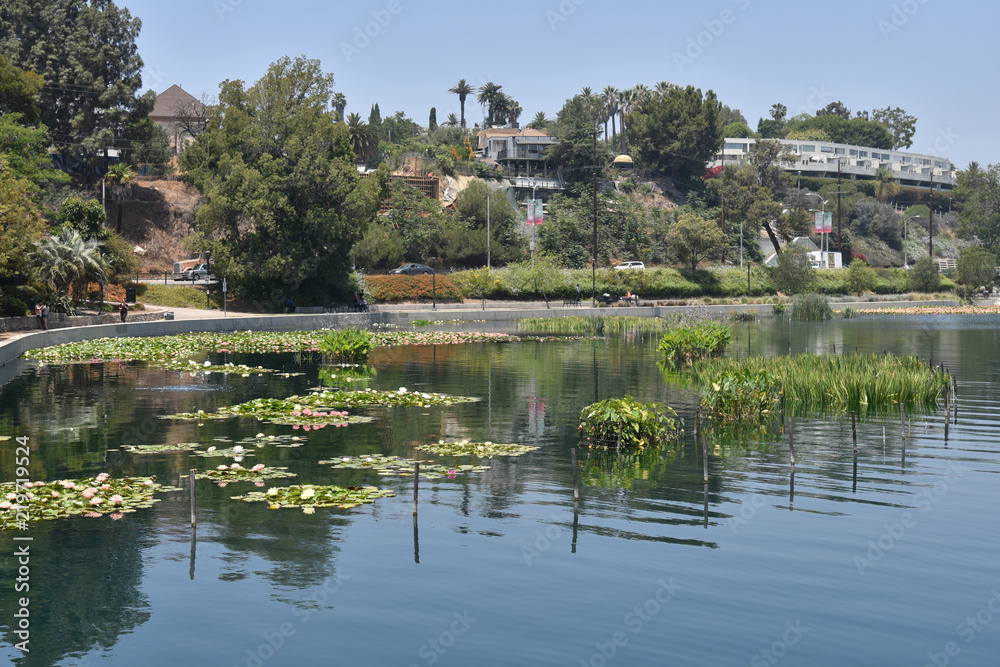 Lily pad in a lake