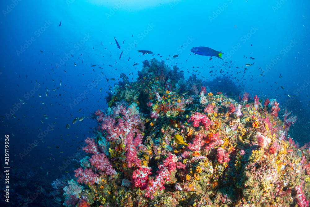 Fototapeta premium A healthy, colorful tropical coral reef swarmig with marine life