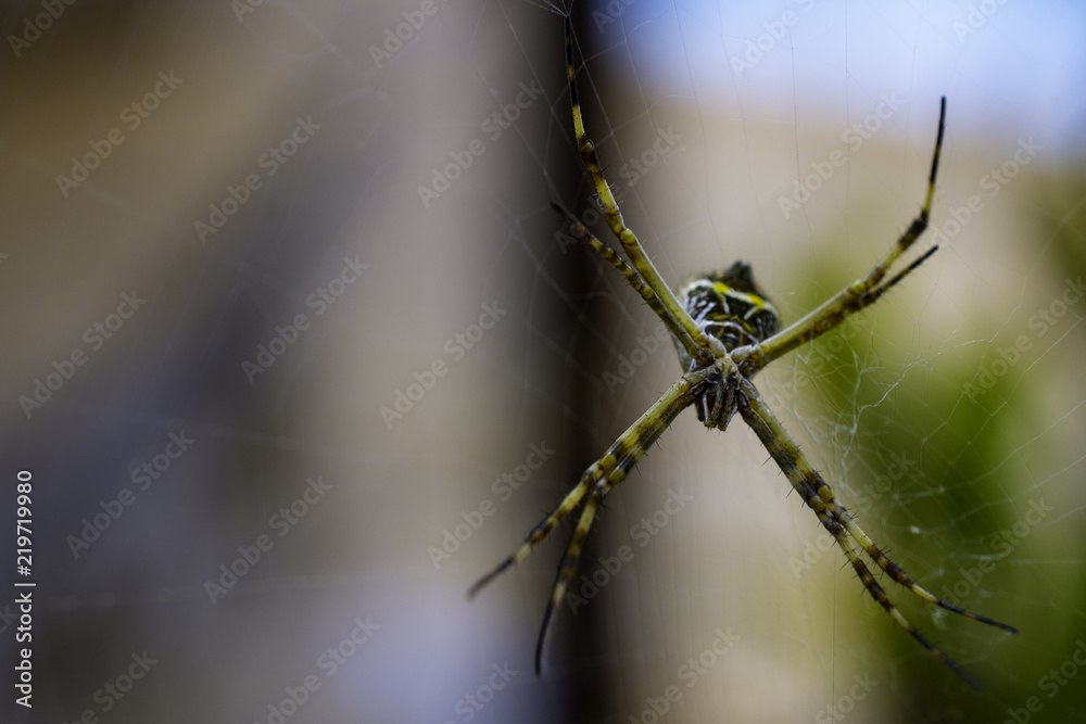A yellow spider A yellow spider