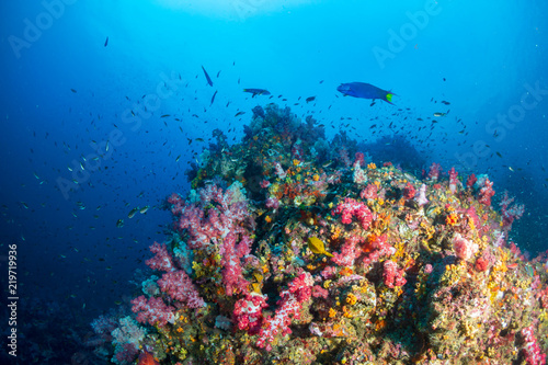 A healthy, colorful tropical coral reef swarmig with marine life