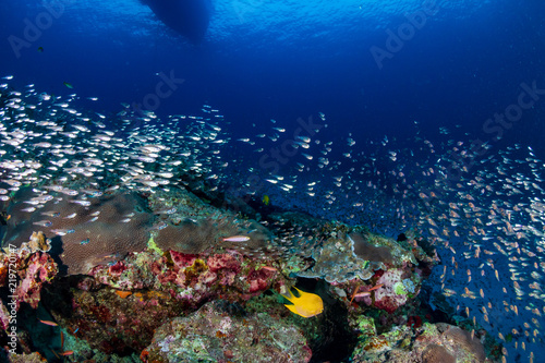 Swarms of colorful tropical fish swimming around a healthy, vibrant tropical coral reef © whitcomberd