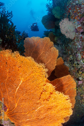 SCUBA divers above huge colorful Gorgonian Seafans on a tropical coral reef photo