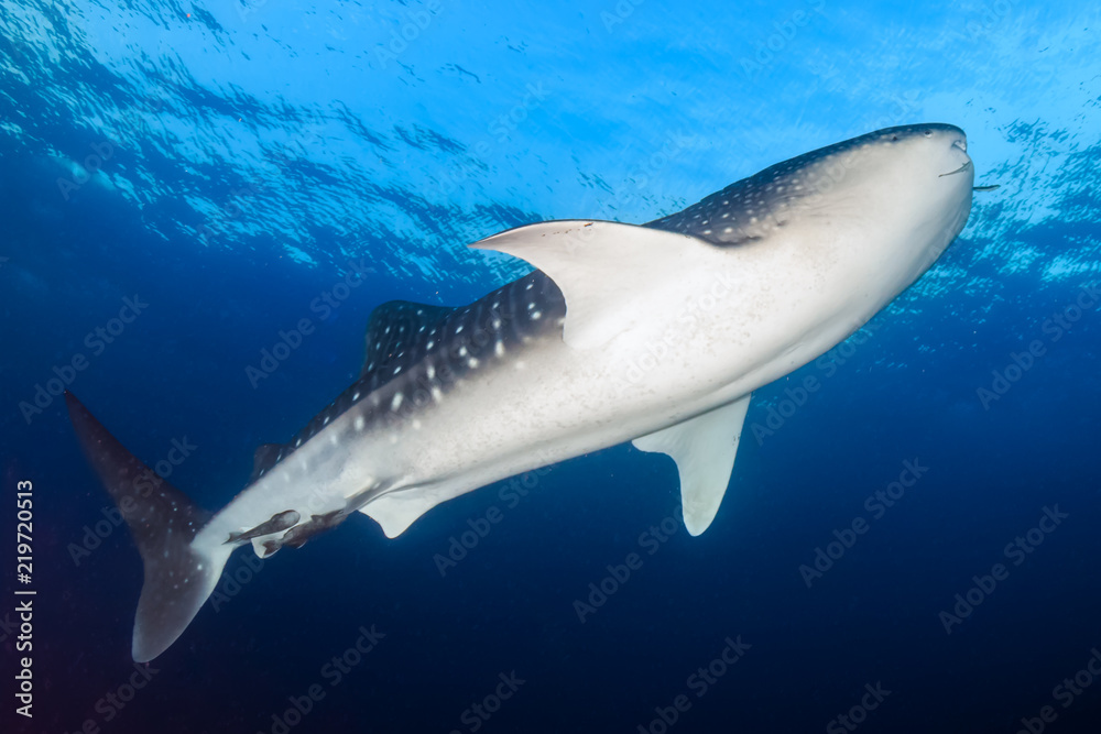 Naklejka premium A huge Whale shark in the ocean at Koh Tachai island in Thailand