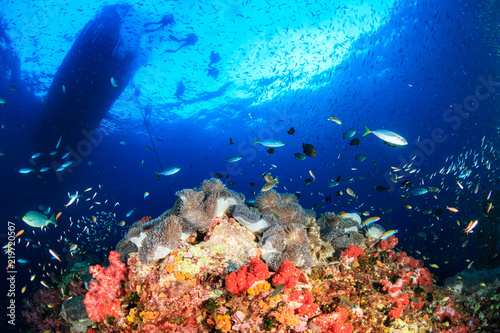 Skunk Clownfish and tropical fish underneath a dive boat in a tropical ocean