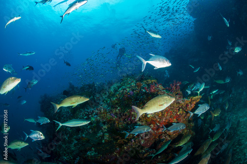 Long nosed Emperor and Trevally hunting together in a pack on a tropical coral reef © whitcomberd