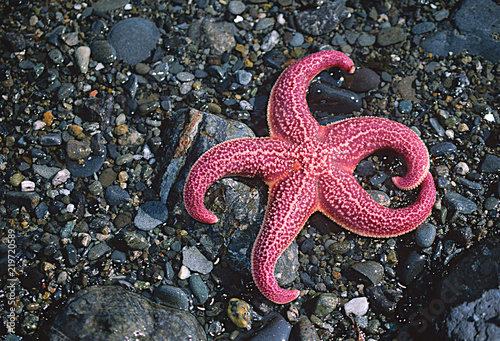 Fotografie, Obraz Pink sea star on rocks, Alaska