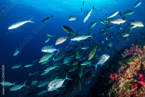 Fototapeta Naklejka Na Ścianę i Meble -  Long nosed Emperor and Trevally hunting together in a pack on a tropical coral reef