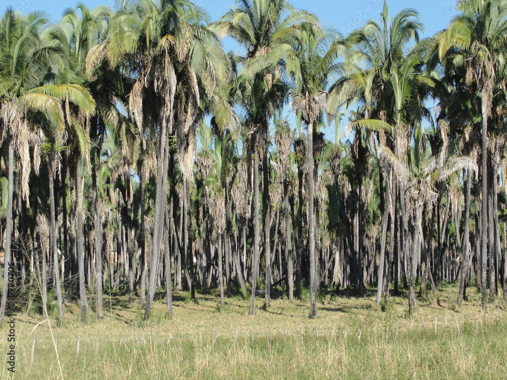 Fototapeta premium Paisagens do Sertão