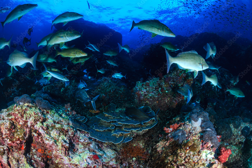 Fototapeta premium Long nose Emperor changing texture and color as they hunt in a pack on a tropical coral reef