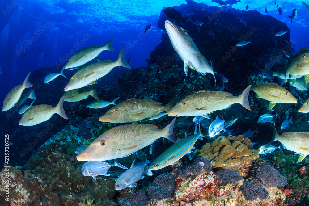Fototapeta premium Long nose Emperor changing texture and color as they hunt in a pack on a tropical coral reef