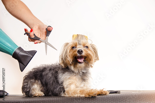 Cute Yorkshire full beauty treatment / dog grooming concept , white background