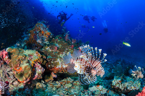 Colorful Lionfish hunting on a tropical coral reef