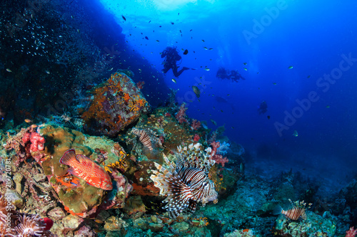 Colorful Lionfish hunting on a tropical coral reef