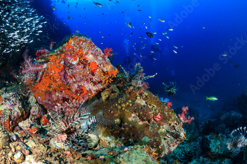 Fototapeta Naklejka Na Ścianę i Meble -  Colorful Lionfish hunting on a tropical coral reef