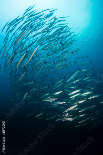 A swirling ball of Schooling Barracuda patrolling the ocean above a tropical coral reef