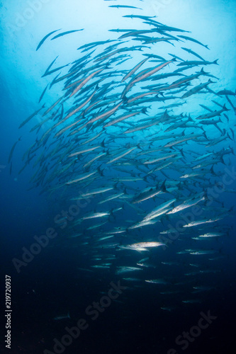 A swirling ball of Schooling Barracuda patrolling the ocean above a tropical coral reef