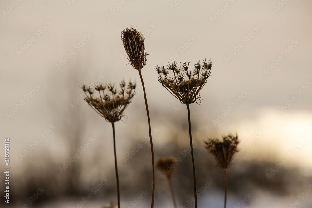 Obraz premium Dry winter flower