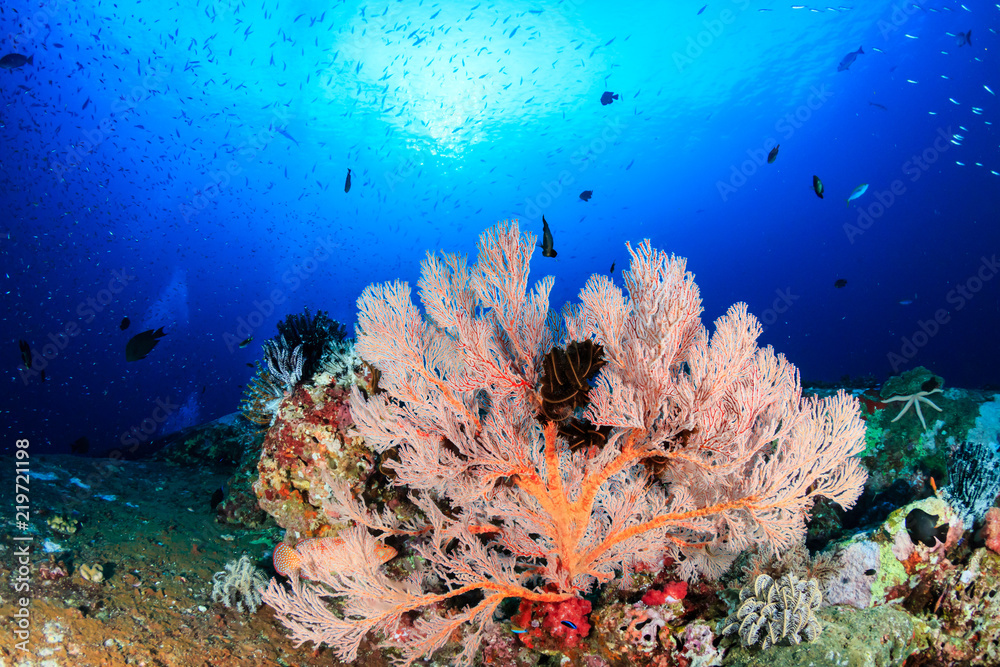 Beautiful, colorful soft corals and tropical fish on an asian coral reef