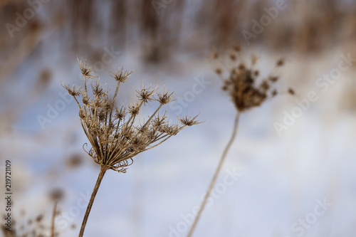 Dry winter flower © Nikola Bilic