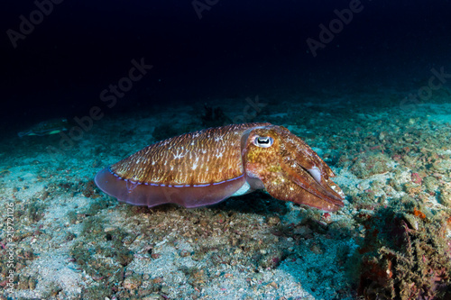 Beautiful Pharaoh Cuttlefish on a tropical coral reef at night