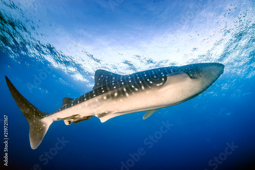 A huge Whale Shark swimming in a blue water tropical ocean