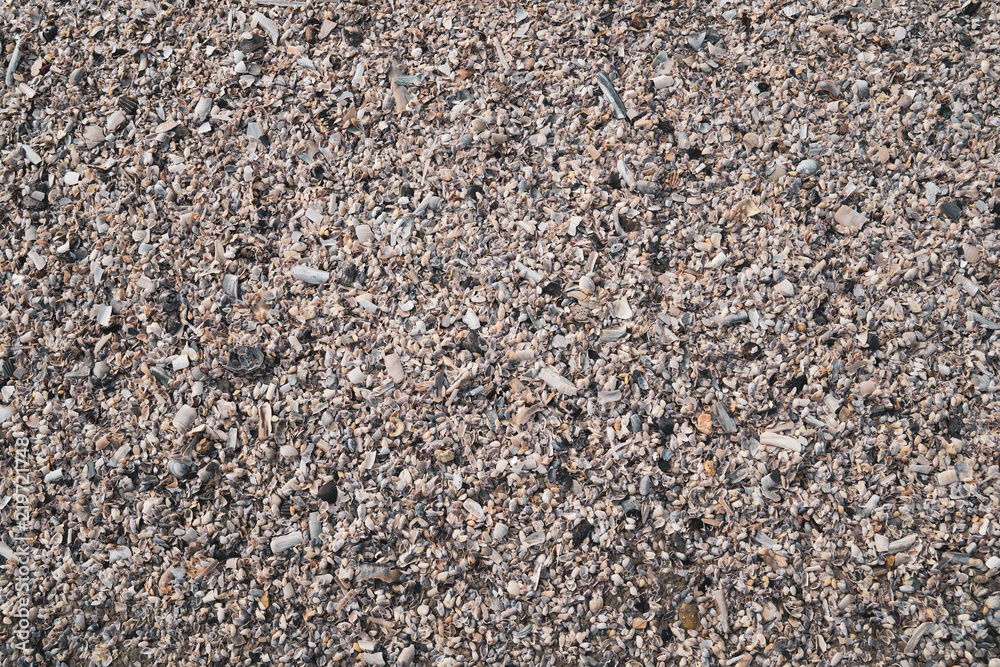 Wet Sand with Shells and Other Sea-life Closeup