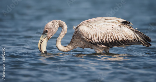  Flamingo - Views around Curacao a Caribbean Island