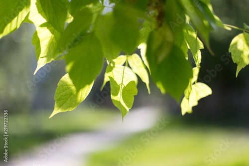 spring, a background of green leaves of a tree © donikz