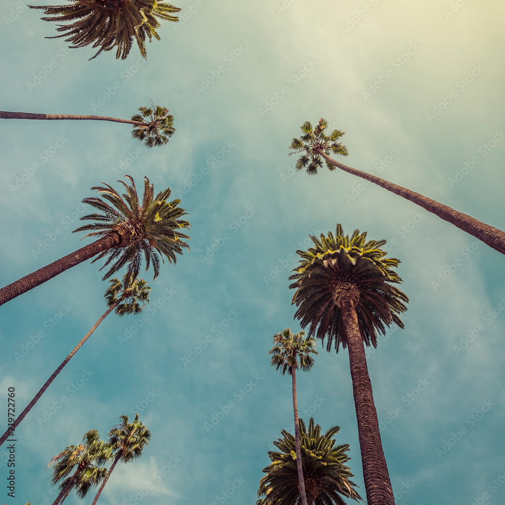 Naklejka premium Los Angeles palmy, niski kąt strzału. Vintage ton