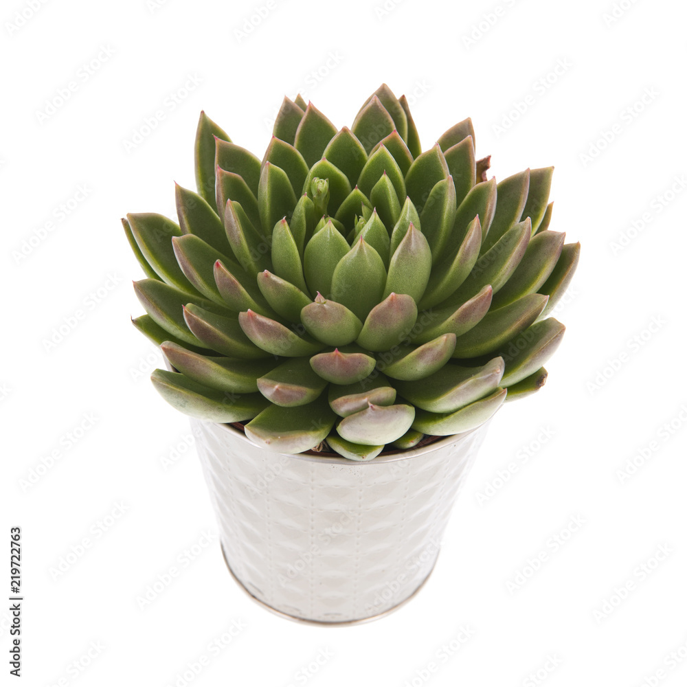 Succulent plant in flower pot Succulent plant in flower pot