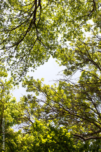 spring  a background of green leaves of a tree