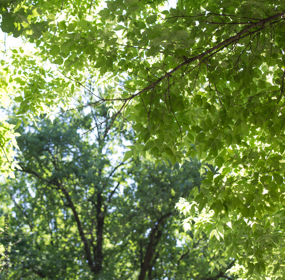 Fototapeta premium spring, a background of green leaves of a tree