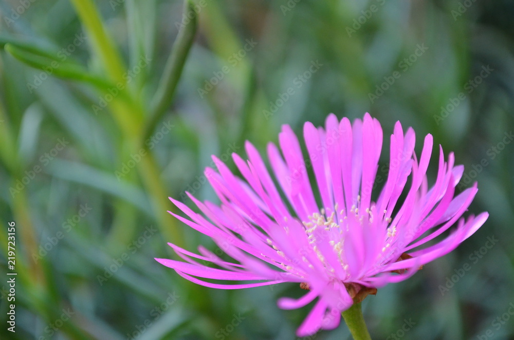 Fototapeta premium Flor
