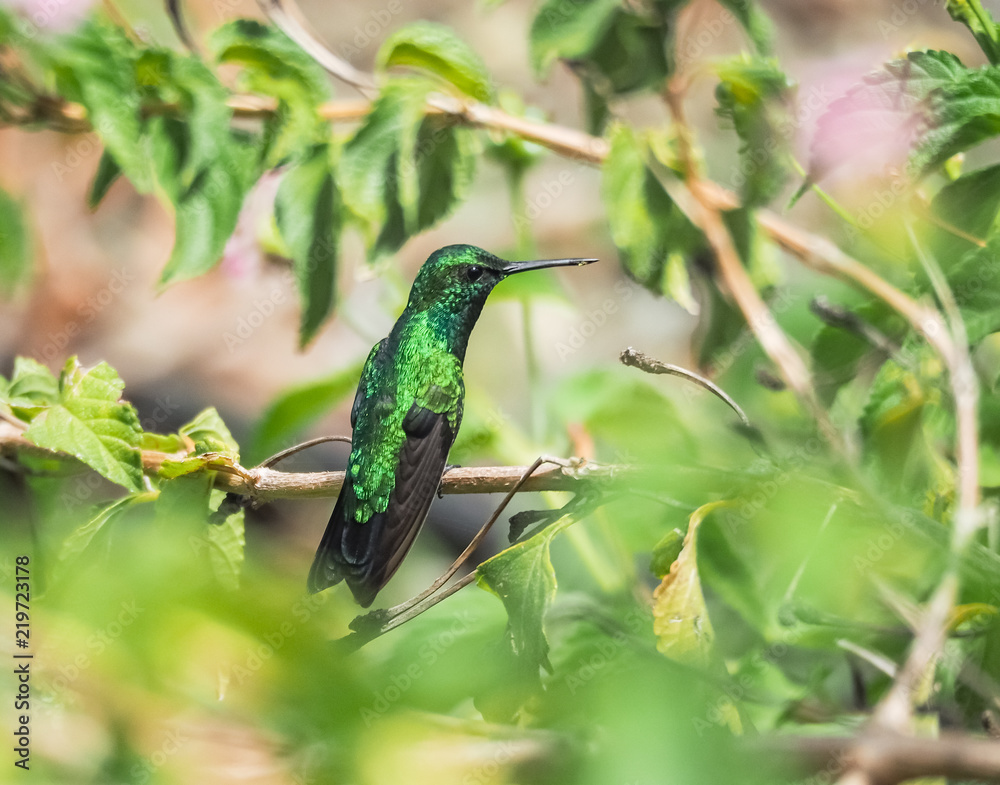 Fototapeta premium Humming birds Views around Curacao a Caribbean Island