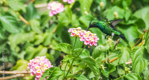  Humming birds   Views around Curacao a Caribbean Island