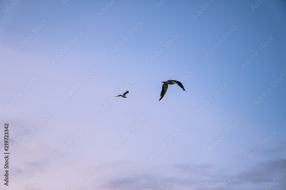 Seagull Flying at Sunrise with Dark Cloudy Orange Pink Sky Seagull Flying at Sunrise with Dark Cloudy Orange Pink Sky