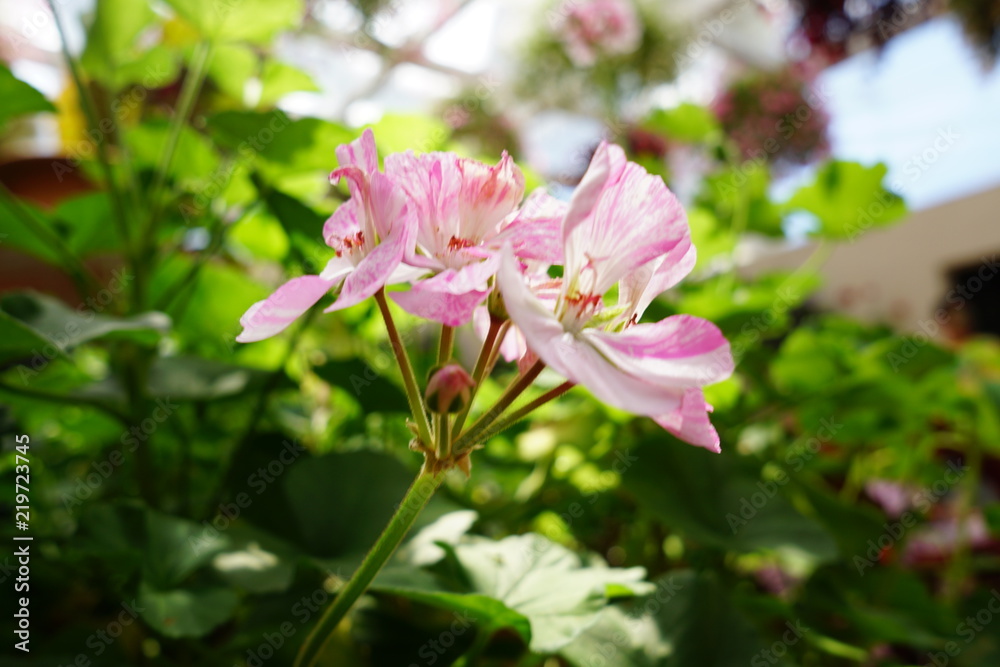 美しい植物が生息する日本の美しいフラワーパークの景色