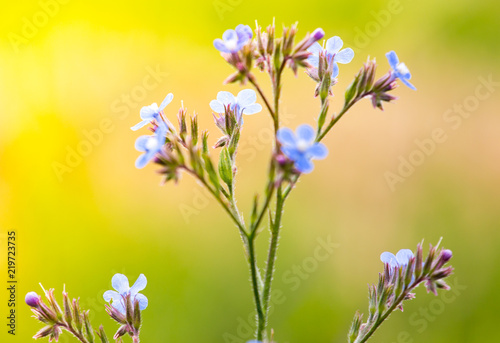 in the field, purple flower