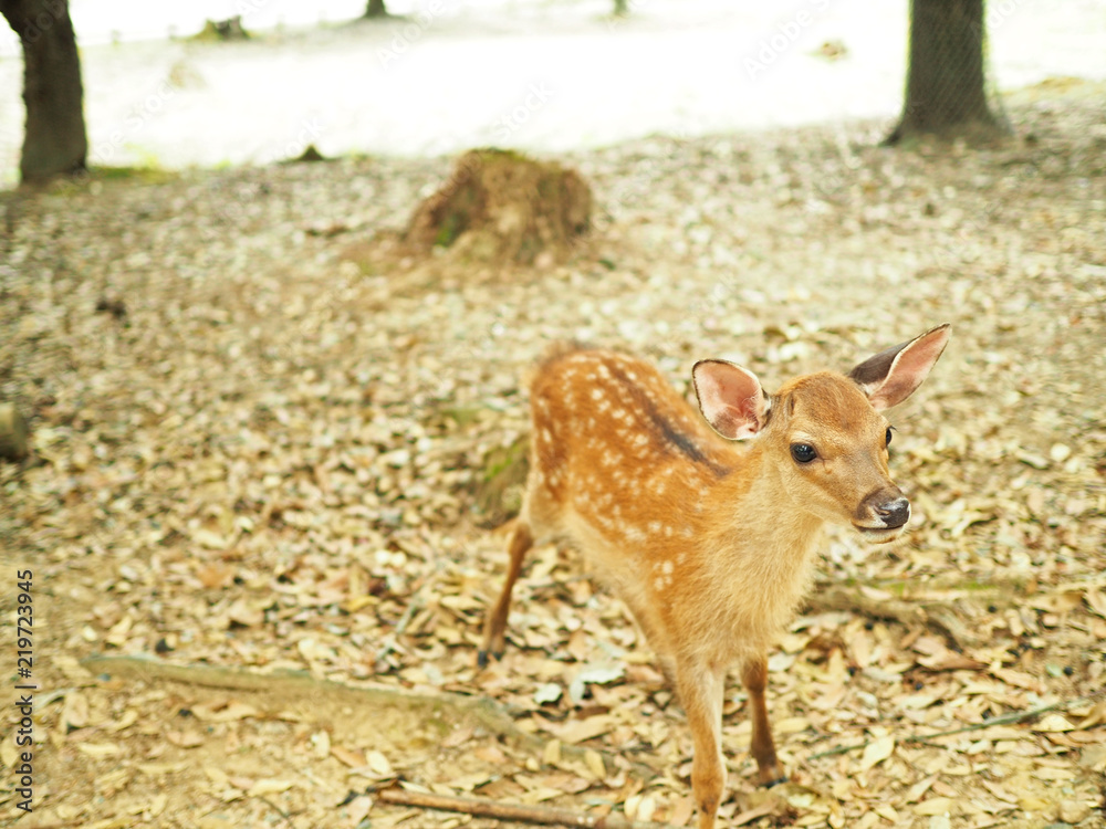 奈良公園 可愛い鹿 Stock Photo Adobe Stock