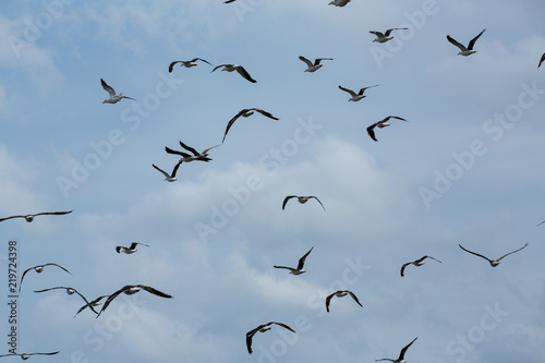 a flock of seagulls flying at North Beach Maryland along the Chesapeake Bay in Calvert County Southern Maryland USA