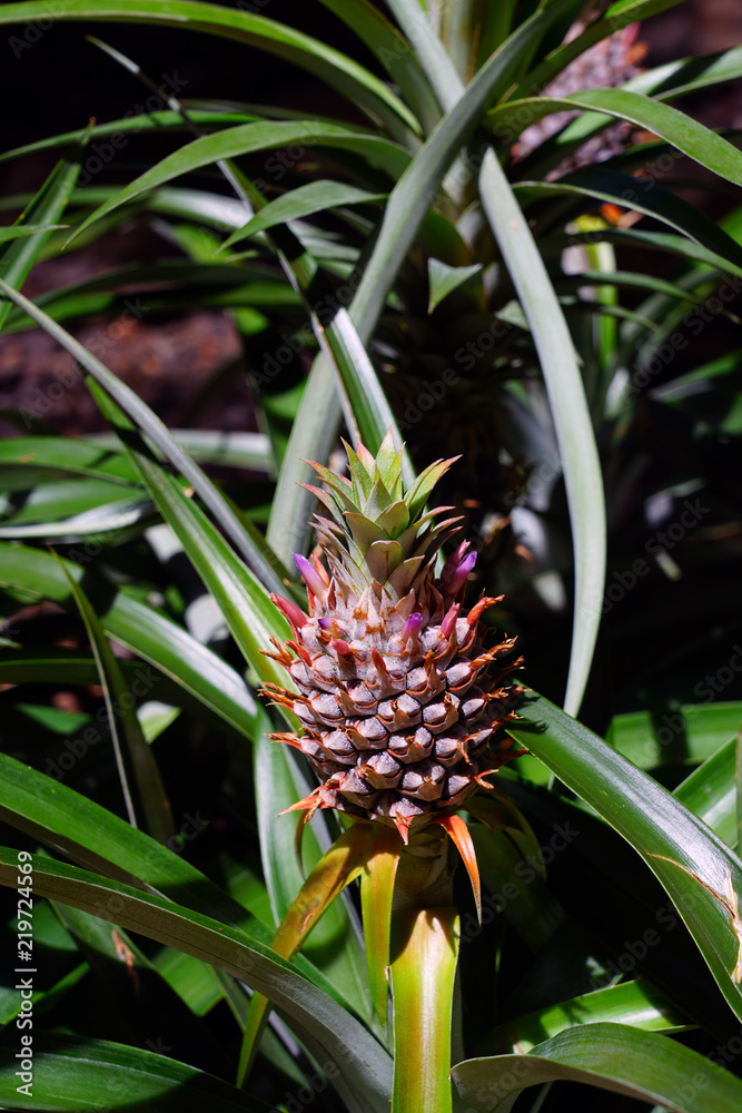 Obraz premium Pineapple (Ananas Comosus) growing on a tropical bromeliad plant with pink leaves 