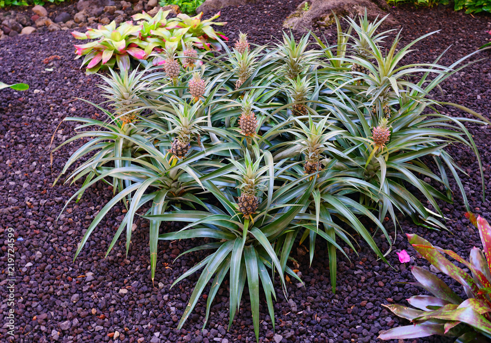 Fototapeta premium Pineapple (Ananas Comosus) growing on a tropical bromeliad plant with pink leaves 