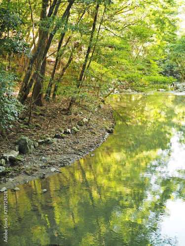 箕面市の綺麗な森の風景