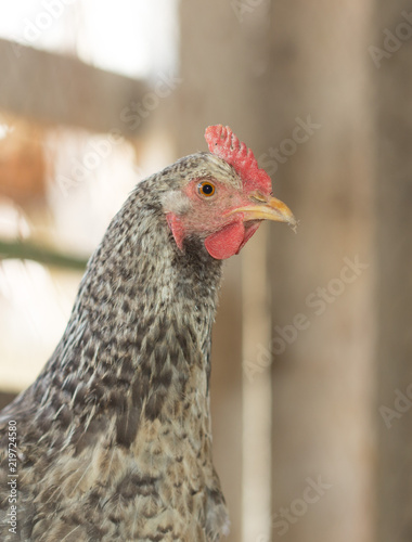 hens in the chicken coop